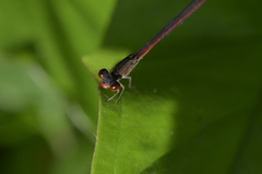 Neoneura rubriventris