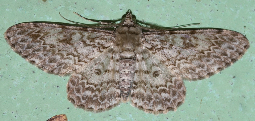 Cleora contiguata