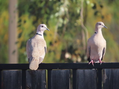 Streptopelia decaocto