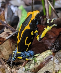 Dendrobates tinctorius
