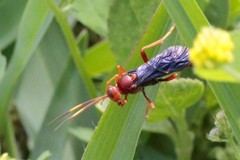 Trogomorpha trogiformis