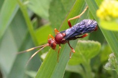 Trogomorpha trogiformis