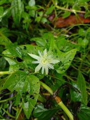Passiflora capsularis