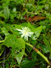 Passiflora capsularis