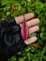 Passiflora capsularis