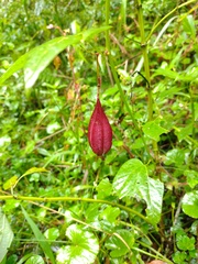 Passiflora capsularis