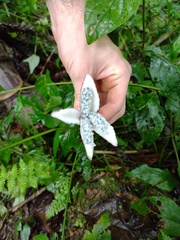 Passiflora capsularis