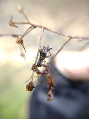 Micrathena nigrichelis