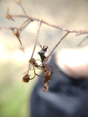 Micrathena nigrichelis