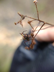 Micrathena nigrichelis