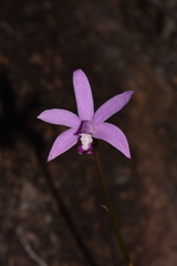 Cattleya pabstii