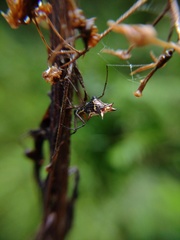 Micrathena nigrichelis
