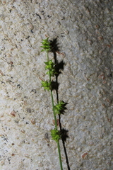 Carex atlantica