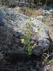 Borodinia missouriensis