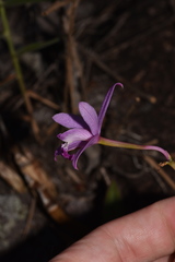 Cattleya pabstii