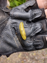 Vaginulus taunaisii