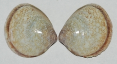 Laevicardium clarionense