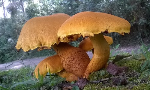 Gymnopilus imperialis