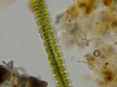 Desmidium