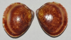 Laevicardium clarionense