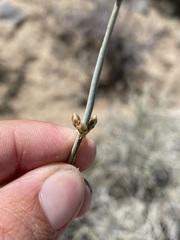 Ephedra funerea