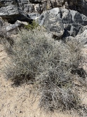 Ephedra funerea