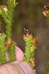 Lavoisiera imbricata