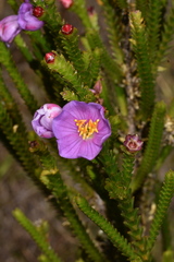 Lavoisiera imbricata