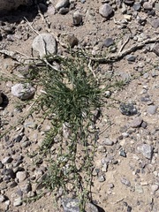 Pectocarya heterocarpa