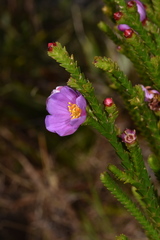 Lavoisiera imbricata