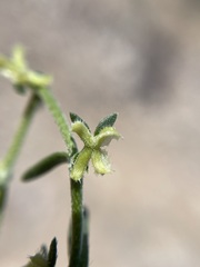Pectocarya heterocarpa