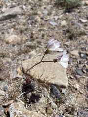 Calycoseris wrightii