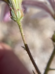 Calycoseris wrightii