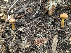 Cortinarius thiersii