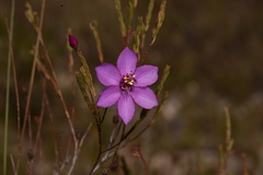 Microlicia isophylla