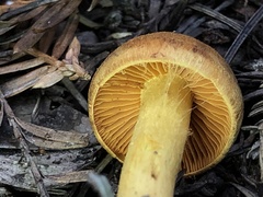 Cortinarius thiersii