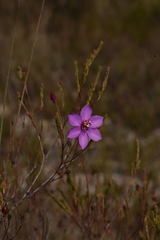 Microlicia isophylla