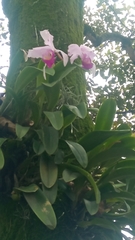 Cattleya trianae