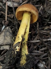 Cortinarius thiersii