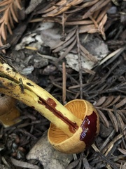 Cortinarius thiersii