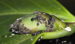 Technomyrmex jocosus