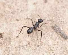 Rhytidoponera punctiventris