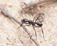 Rhytidoponera punctiventris