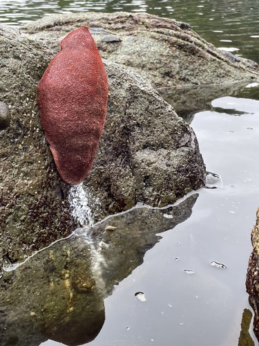 Gumboot chiton on a rocky marine surface near Greene Point.