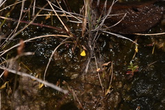Utricularia nana