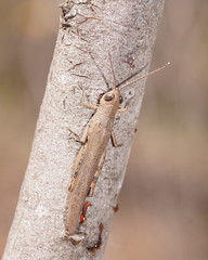 Pardillana limbata