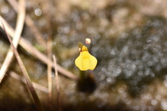 Utricularia nana