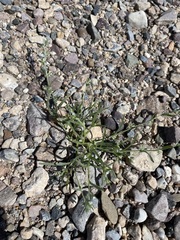 Pectocarya platycarpa