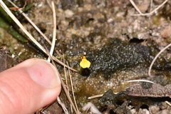 Utricularia nana