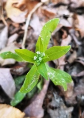 Myosotis verna